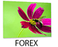 foto op forex